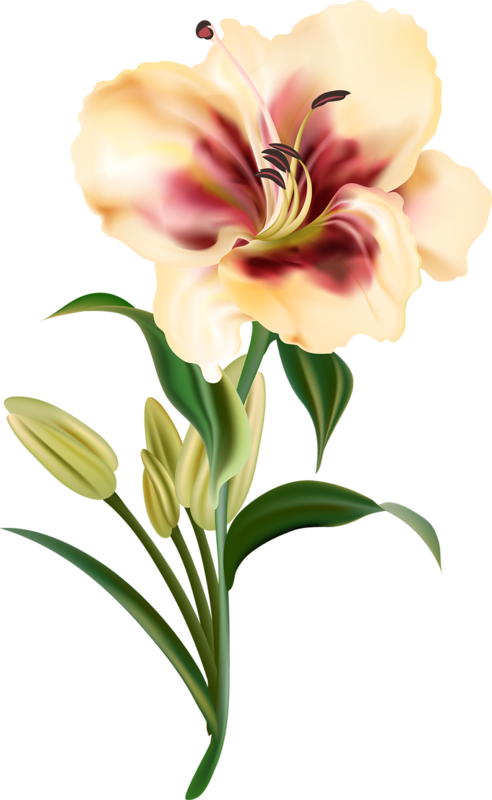 Lily Clipart Cut Flower - Flowers Drawing Png Transparent Png (492x800), Png Download