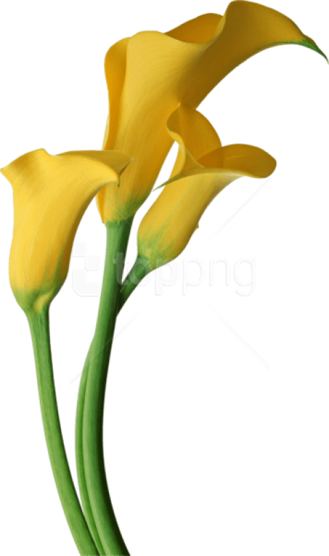 Free Png Yellow Transparent Calla Lilies Flowers Png - Yellow Calla Lily Png Clipart (480x809), Png Download