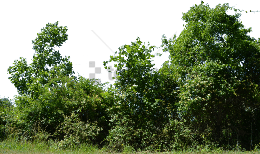 Trees Png Transparent Background - Row Of Trees Png Clipart (850x504), Png Download