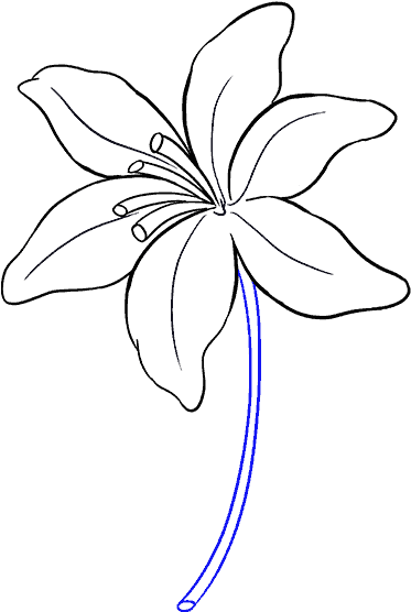 Drawing The Flower - Lily Flower Drawing Easy Clipart (678x600), Png Download