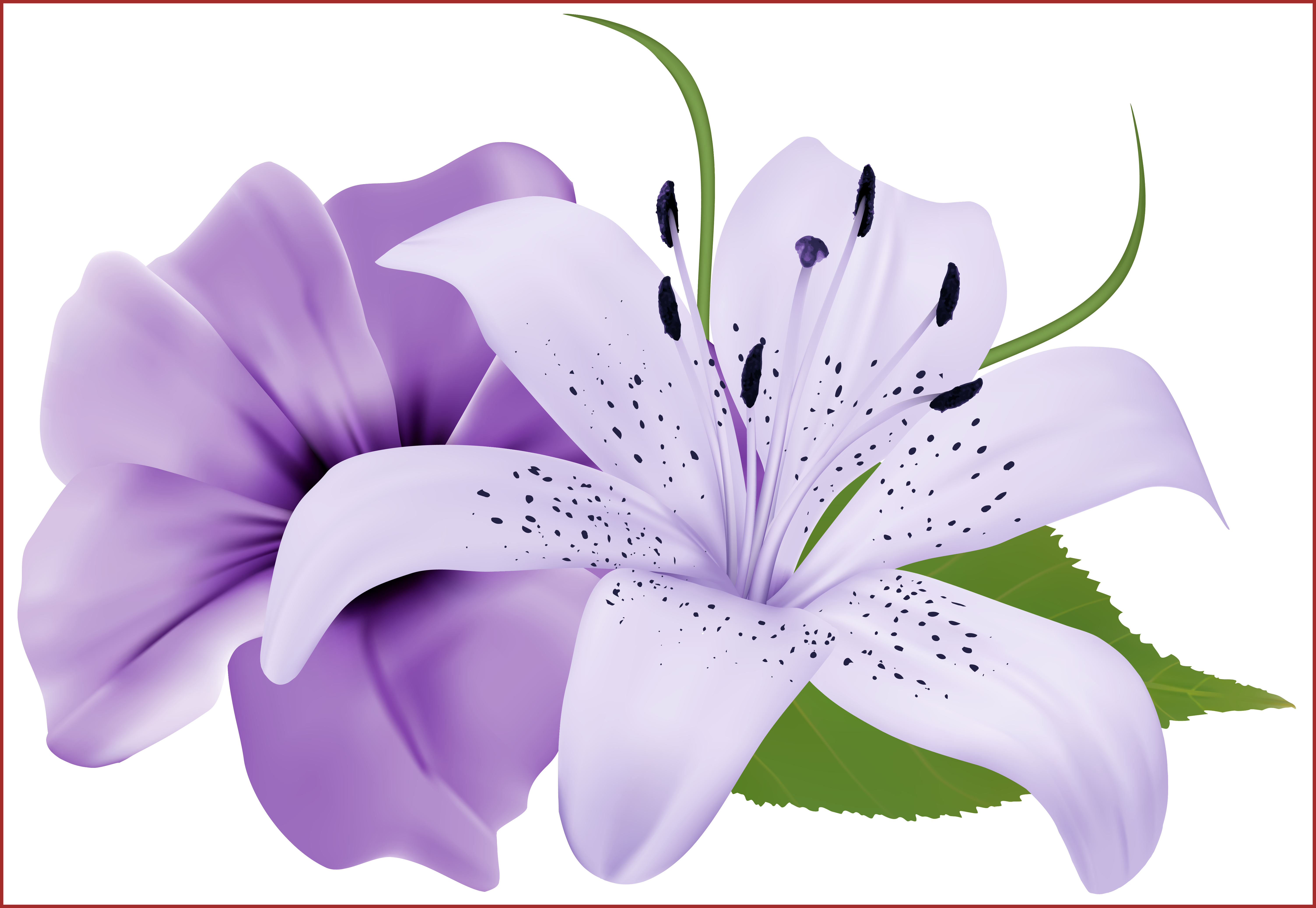 Free Star Lily Vector Transparent Stock - Transparent Background Lilies Png Clipart (6014x4153), Png Download