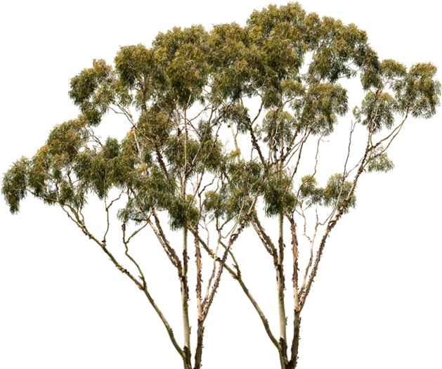 Pond Pine , Png Download - Png Australian Shrub Clipart (629x525), Png Download