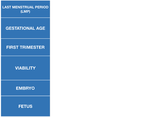 The Embryo After 10 Gestational Weeks - Colorfulness Clipart (640x480), Png Download