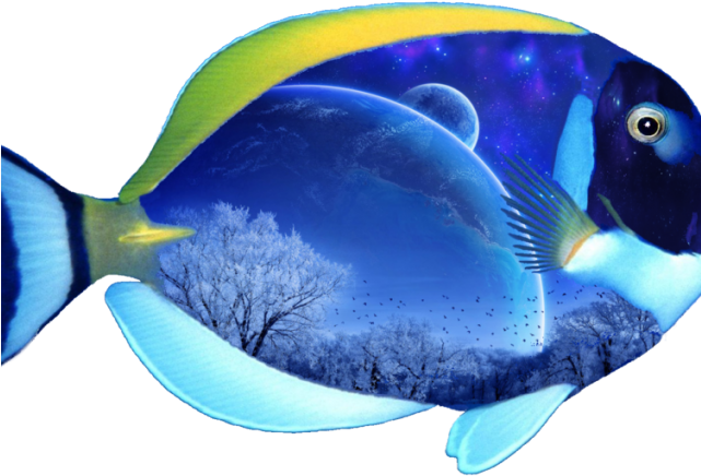 Tropical Fish Clipart Vector Transparent - Mixarcane Music For You - Png Download (640x480), Png Download