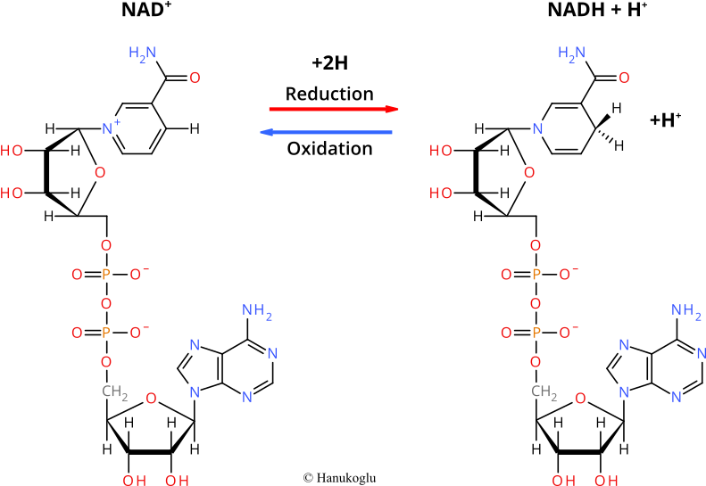 Nad Nadh Redox Reactions - D Fructosa Clipart (801x544), Png Download