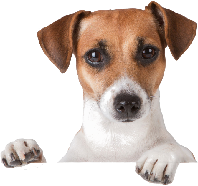 Sign In To Zamba Dogs - Dog Png Transparent Clipart (672x632), Png Download