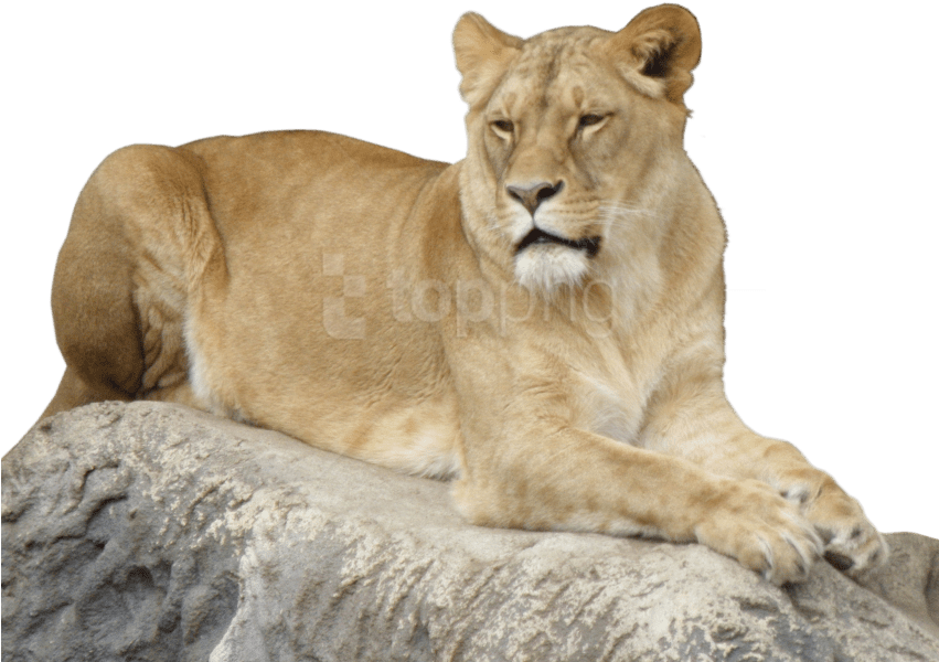Free Png Lion Animal Png Images Transparent - Portable Network Graphics Clipart (850x638), Png Download