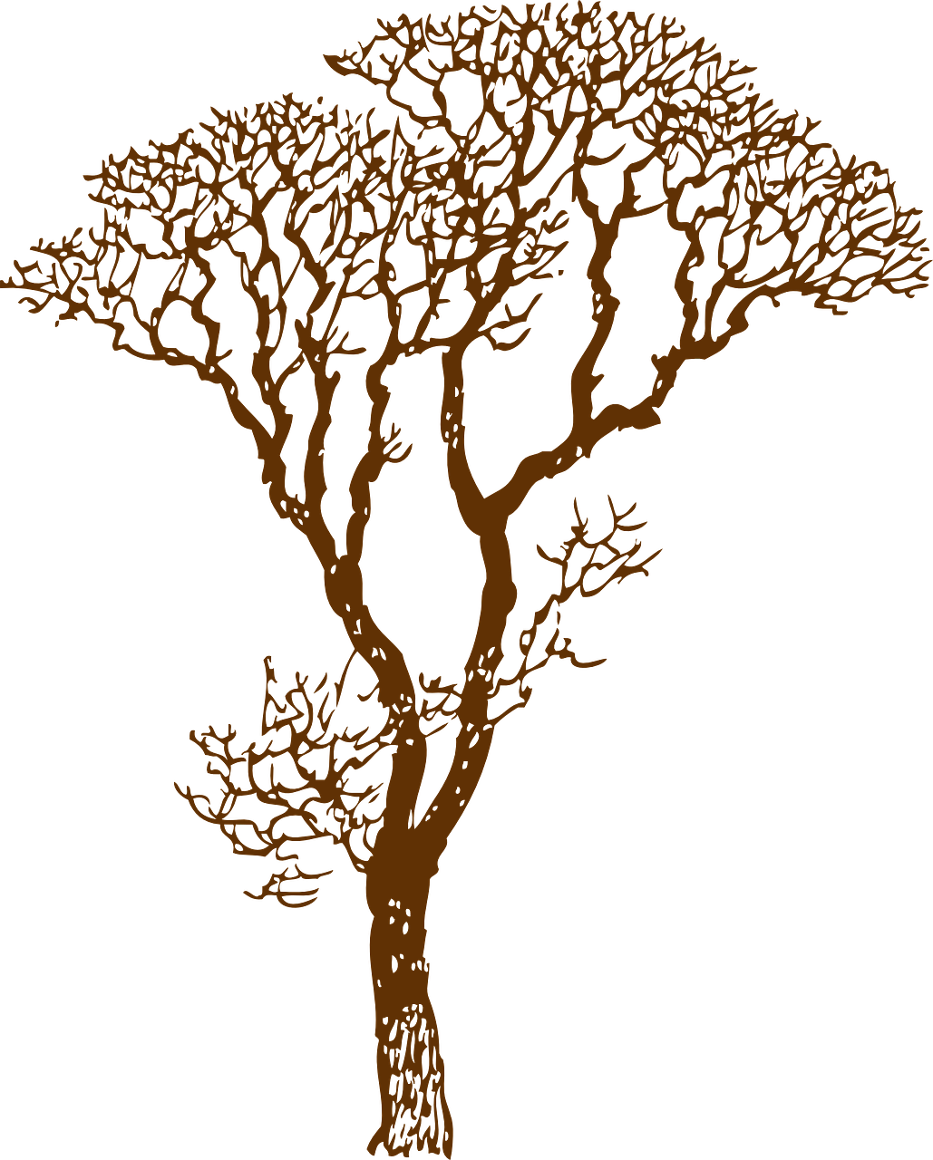How To Draw A Tree, Stencil - Jungle Tree Clipart Black And White - Png Download (1029x1280), Png Download