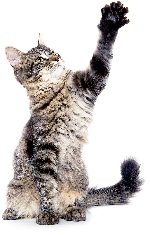 What Is Microchipping - Dragon Li Clipart (517x807), Png Download