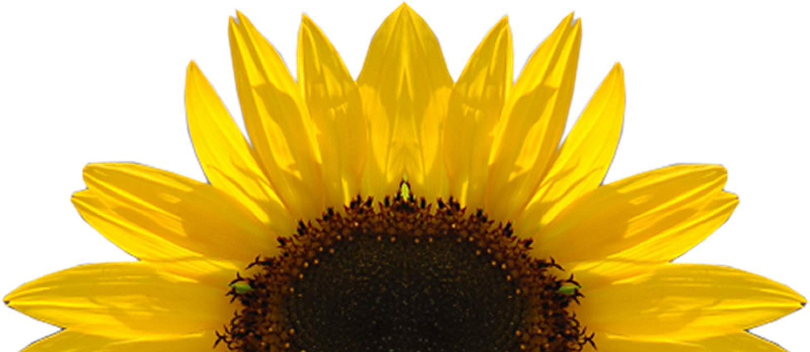 Sunflower Free Sunflower Clipart Half Pencil And In - Transparent Sunflower - Png Download (1600x695), Png Download