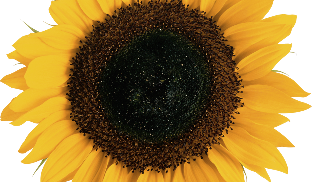 Sunflower Transparent Background Clipart (1024x600), Png Download