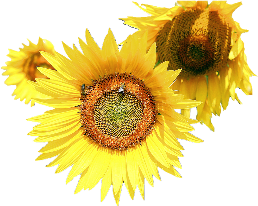 Sunflower Flower Free Png Transparent Images Free Download - Common Sunflower Clipart (960x677), Png Download