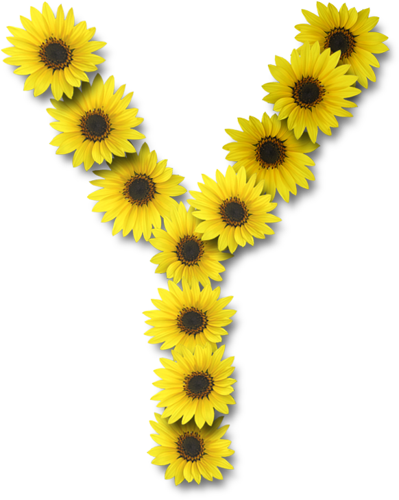 Alfabeto Sunflowers Y Alpha Flowers Pinterest Ⓒ - Y Sunflower Clipart (582x730), Png Download