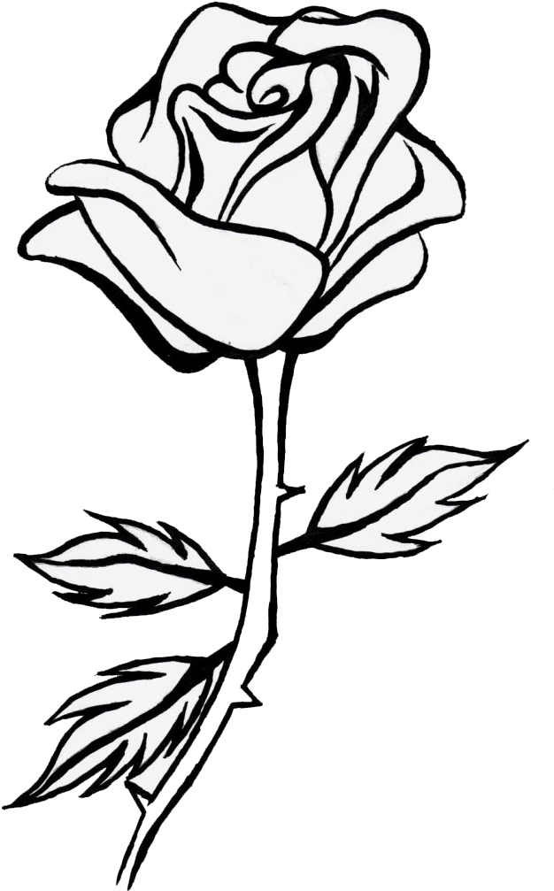 Sunflower Clipart Black And White - Rose Line Drawing Flower - Png Download (683x1084), Png Download