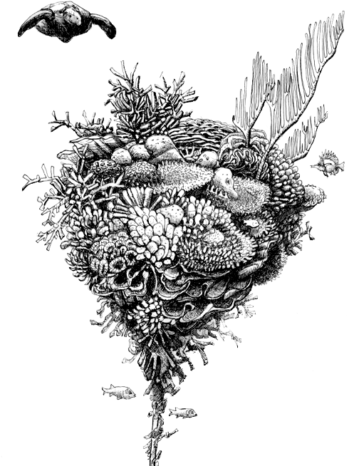 These Are Coral Reef Arks, Tools For Building New Coral - Sketch Clipart (539x686), Png Download