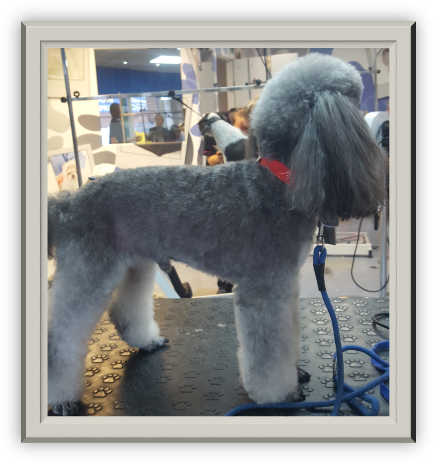 Standard Poodle Clipart (1487x1576), Png Download