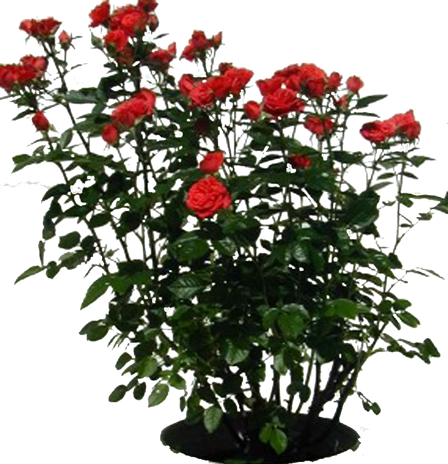 Photo Rosebush - Rose Bush Clipart (900x932), Png Download