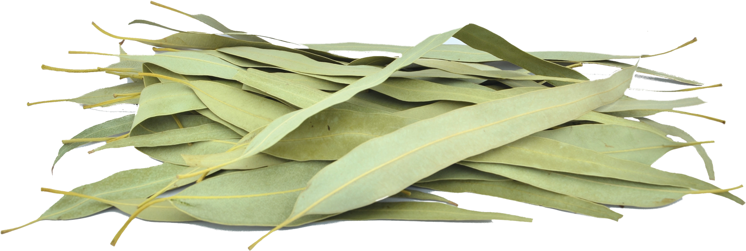 Organic Eucalyptus Leaves - Gum Trees Clipart (1500x1000), Png Download
