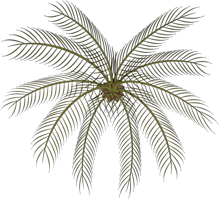 Computer Icons Date Palm Drawing Black And White Cartoon - Small Palms Top View Png Clipart (750x750), Png Download