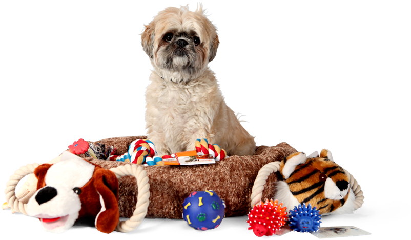 Auckland At Home Pet Minding, At Home Pet Sitting, - Pet Supplies Transparent Clipart (801x474), Png Download