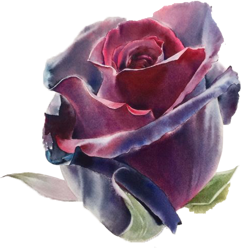 Watercolor Flowers Drawing Artist Wine Red - Rose Oil Draw Paint Clipart (564x564), Png Download