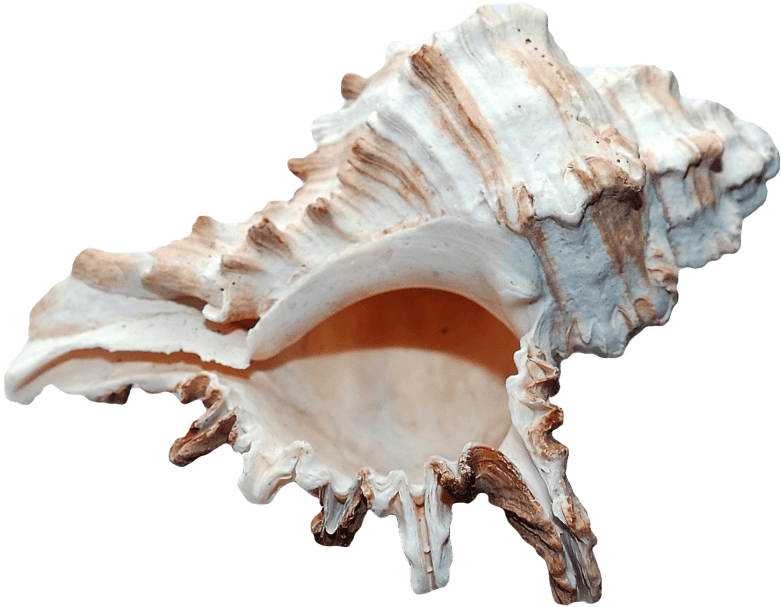 Free Png Ocean Sea Shell Png Images Transparent - Ocean Shell Png Clipart (782x607), Png Download