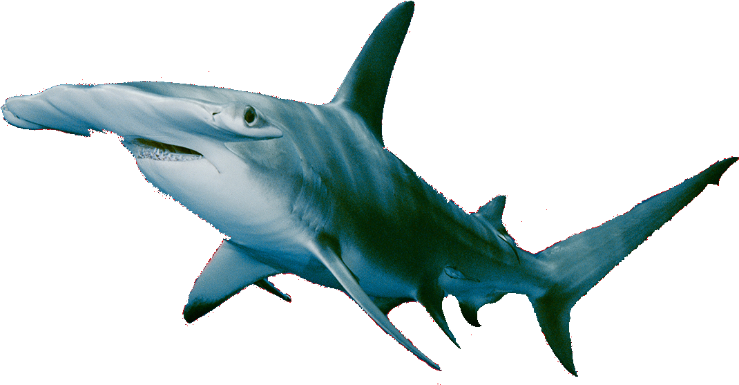 Hammerhead Shark Clipart (1107x594), Png Download