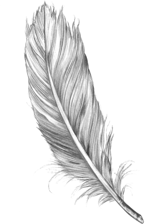 Feather Tattoo Drawing , Png Download - Feather Sketch Clipart (491x739), Png Download