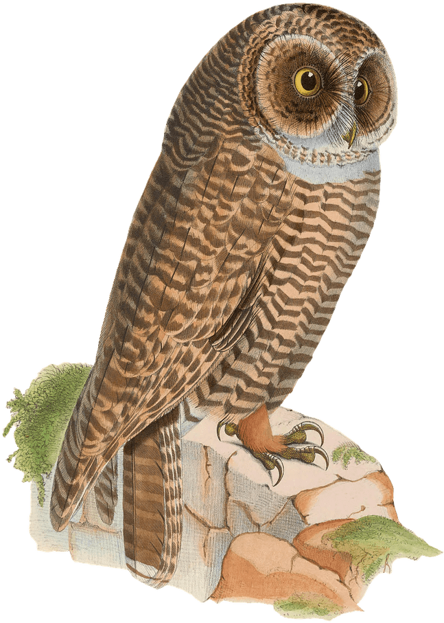 Owl Resting On Rock Drawing Png - Owl Clipart (647x907), Png Download