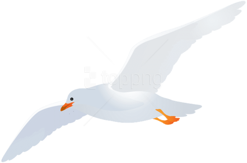 Free Png Download Seagull Transparent Png Images Background - Seagull Transparent Clipart (850x561), Png Download