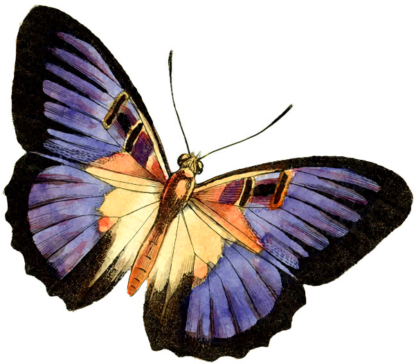 Purple Butterfly Png - Printable Butterfly Clip Art Transparent Png (600x550), Png Download