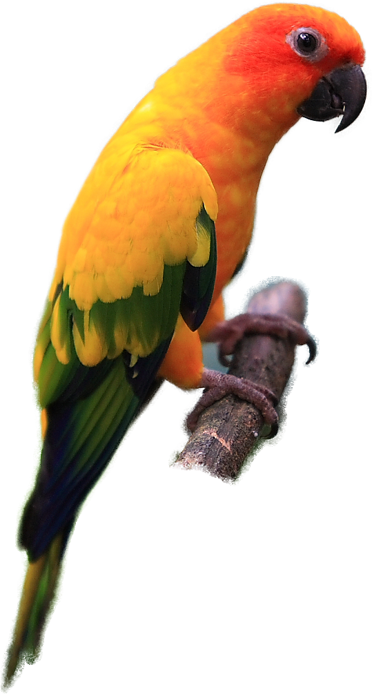 Parakeet Clipart Transparent - Sun Conure Bird Png (592x1020), Png Download