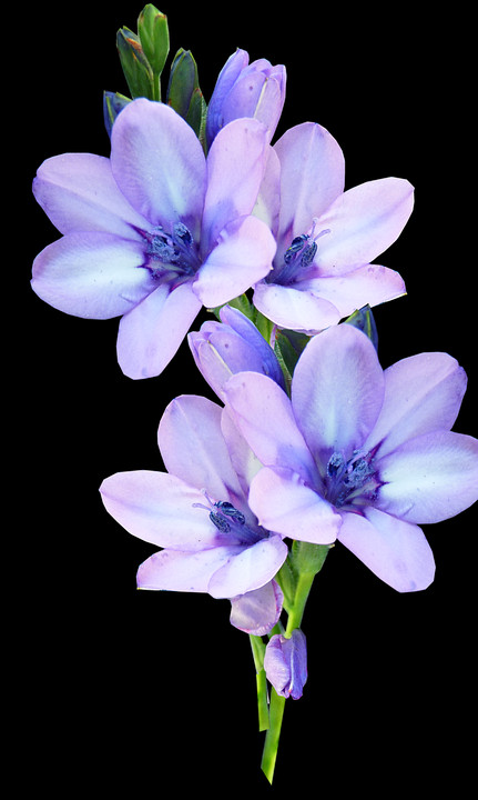 2 - Transparent Pastel Purple Flower Clipart (431x720), Png Download