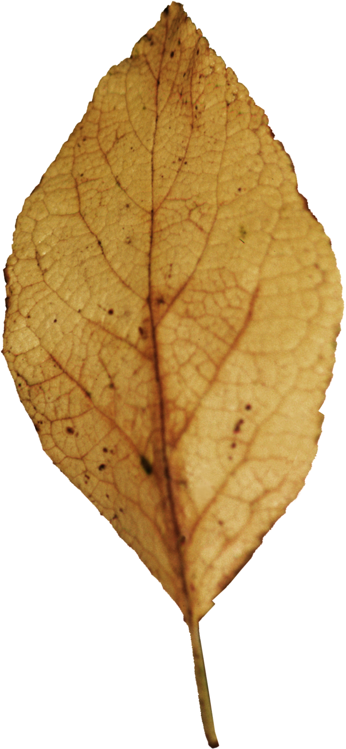Hoja De Árbol Seca En Png - Autumn Clipart (974x1569), Png Download