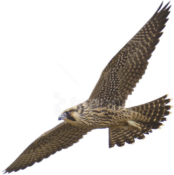 Free Png Download Falcon Png Images Background Png - Falcon Clipart Transparent Png (850x794), Png Download