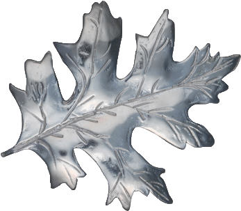 Black Oak Clipart (571x571), Png Download