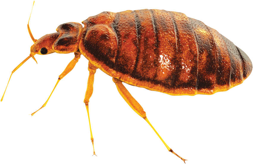 Bed Bug Control Clipart (945x644), Png Download