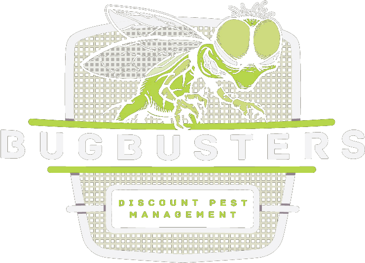 Net-winged Insects Clipart (864x864), Png Download