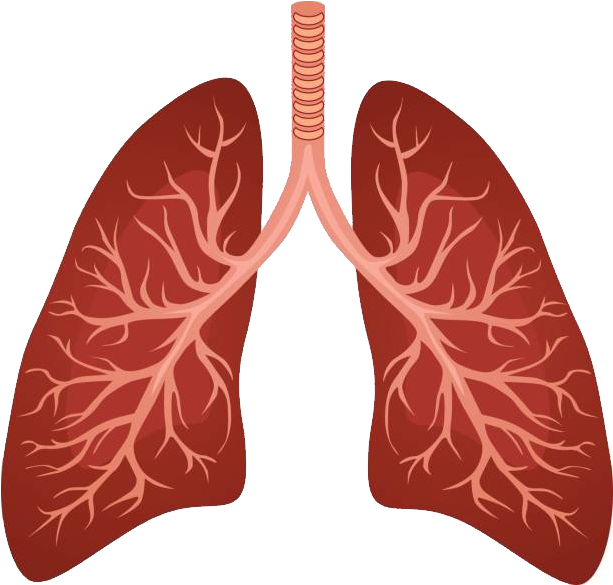 Respiratory System Lung Background Clipart (650x809), Png Download