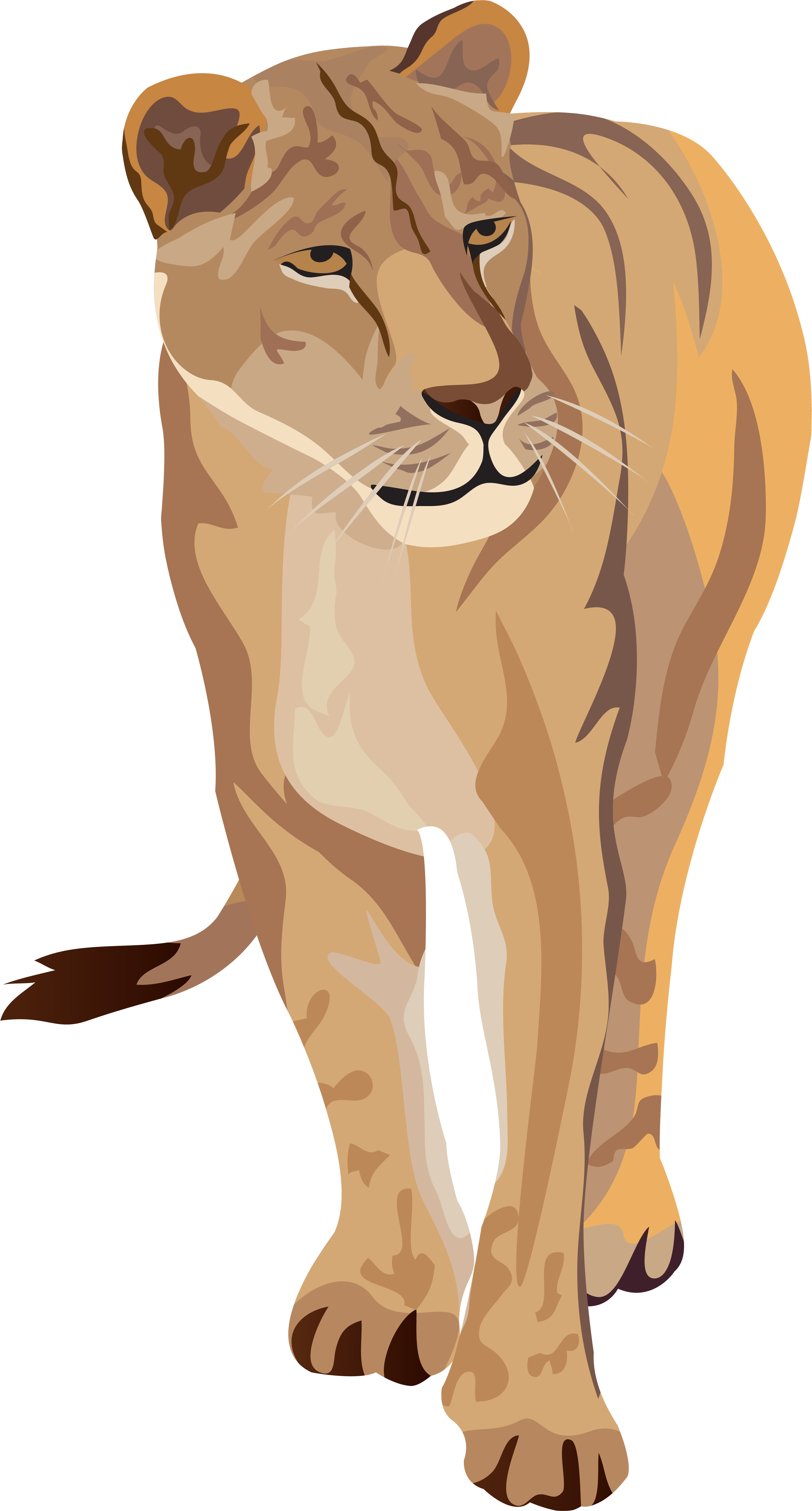 Lioness Clipart Image - Png Download (4371x8000), Png Download