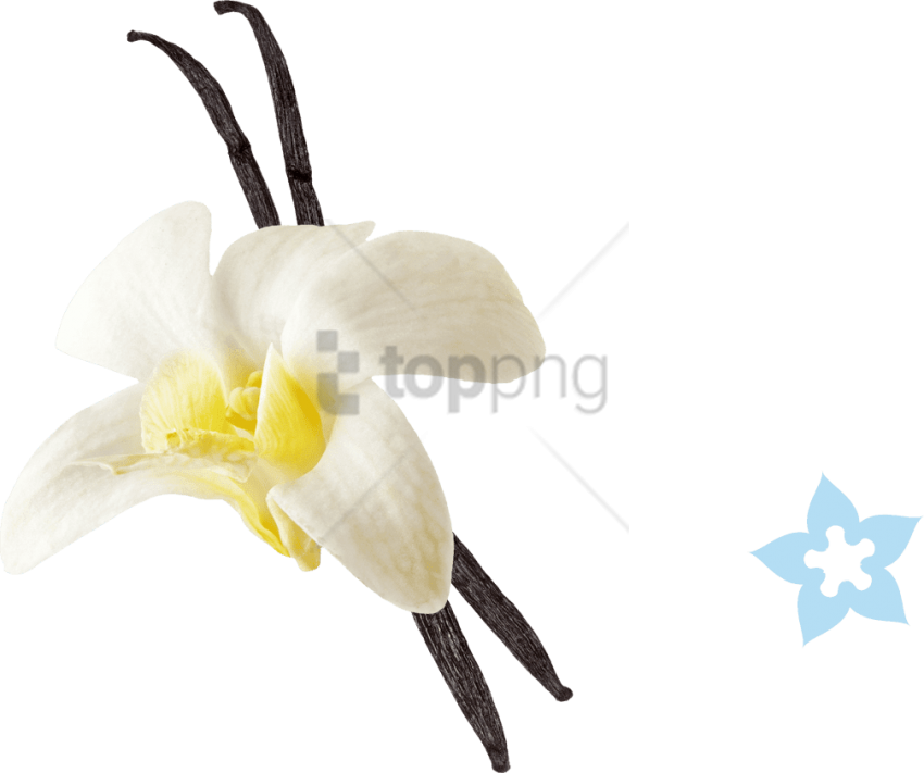 Free Png Vanilla Png Png Image With Transparent Background - Vanilla Png Clipart (850x711), Png Download