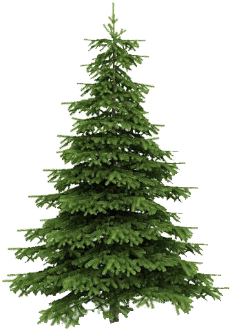 Real Christmas Trees Png Clipart (612x612), Png Download