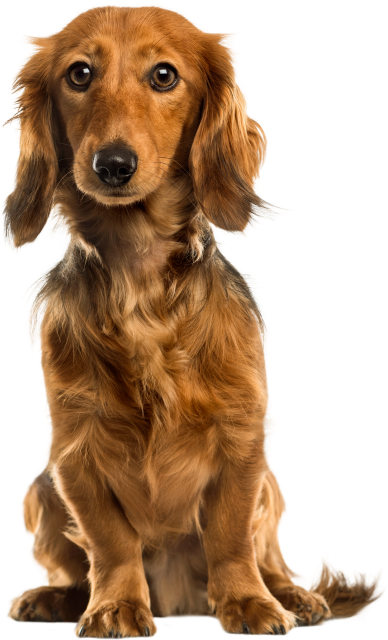 Png Format, Cute Dogs, Beautiful Dogs - Dog Clipart (866x650), Png Download