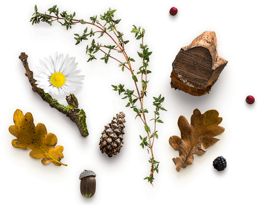 Herbal Png Clipart (855x683), Png Download