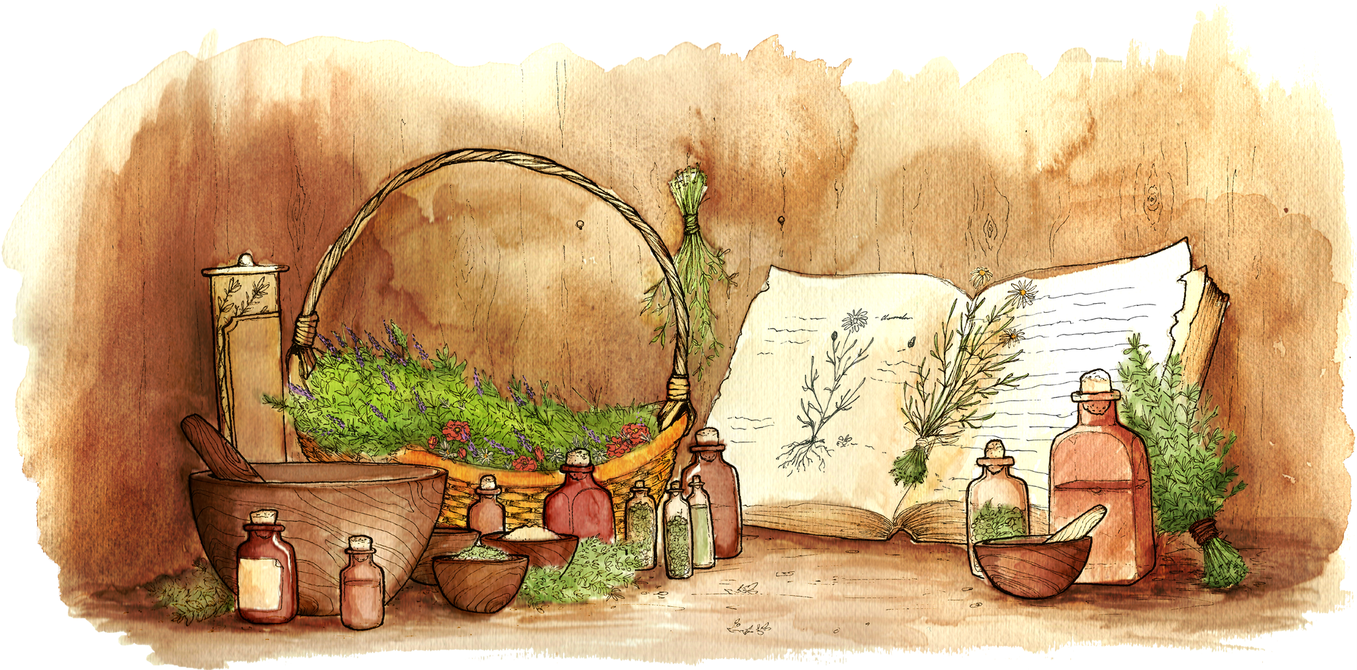 Herbs Cartoon Png , Png Download - Herbs History Clipart (1977x977), Png Download