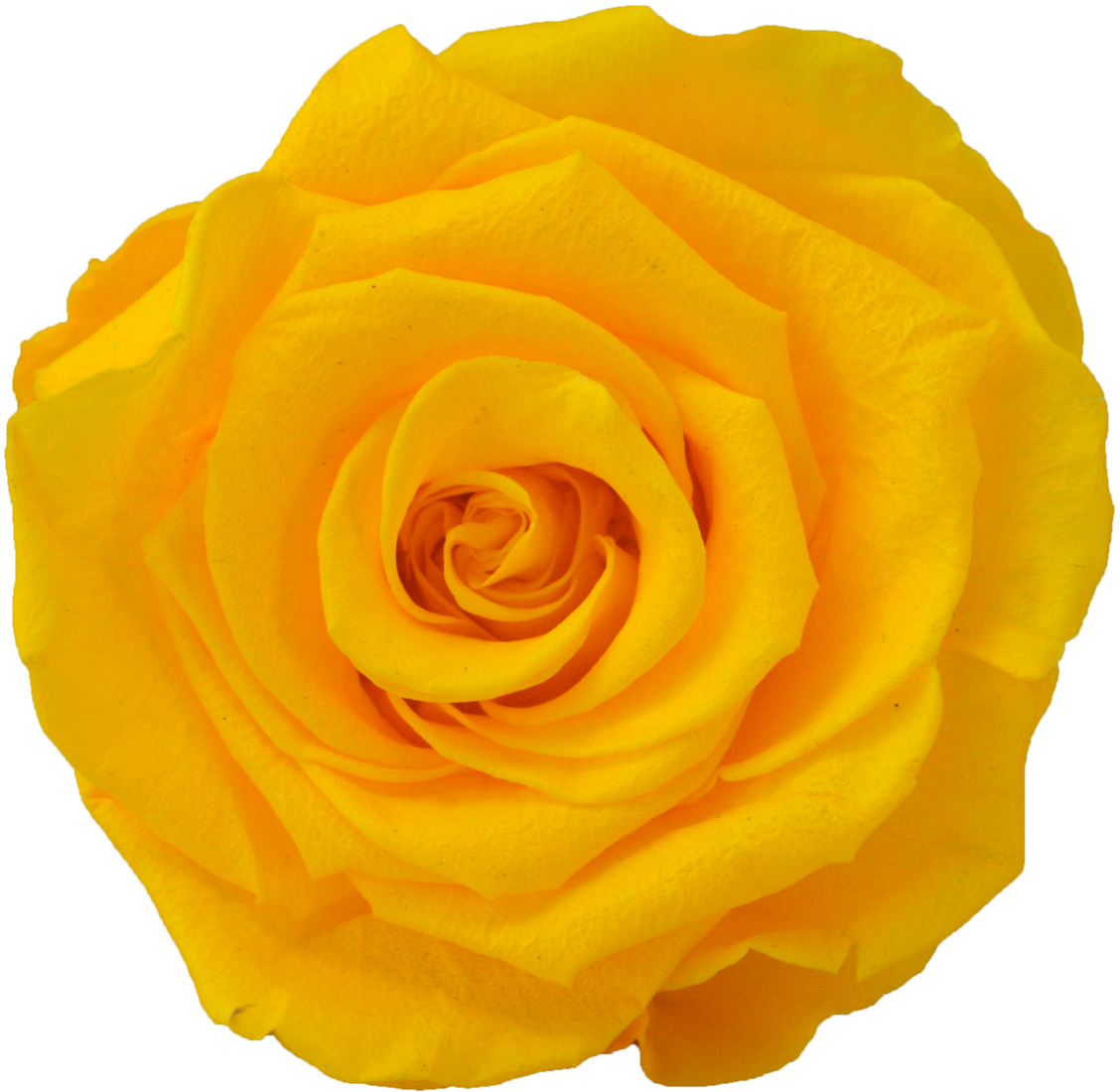 Nine Rose Cube - Floribunda Clipart (1128x1100), Png Download