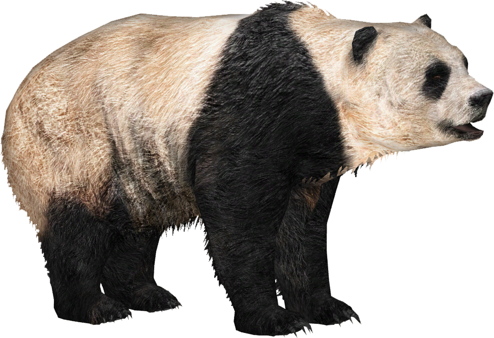 Giant Panda .png Clipart (970x970), Png Download