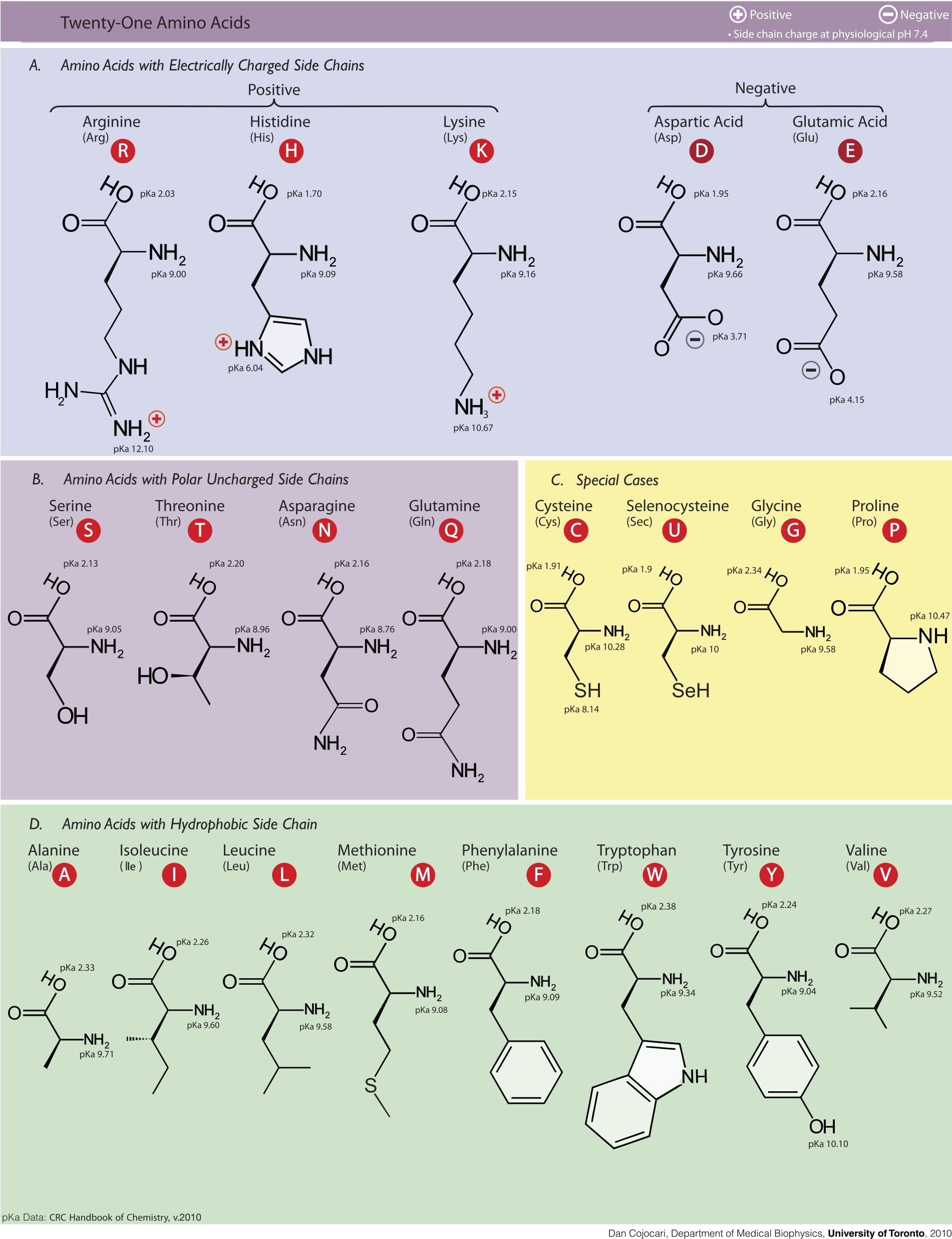 1000px-amino Acids - Svg Clipart (1000x1294), Png Download