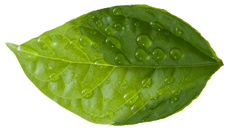Leaf - Green Leaves Clipart (1024x683), Png Download