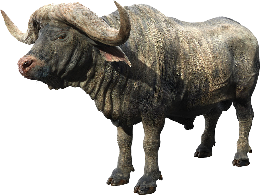African Buffalo Png Background - African Buffalo Png Clipart (1480x800), Png Download
